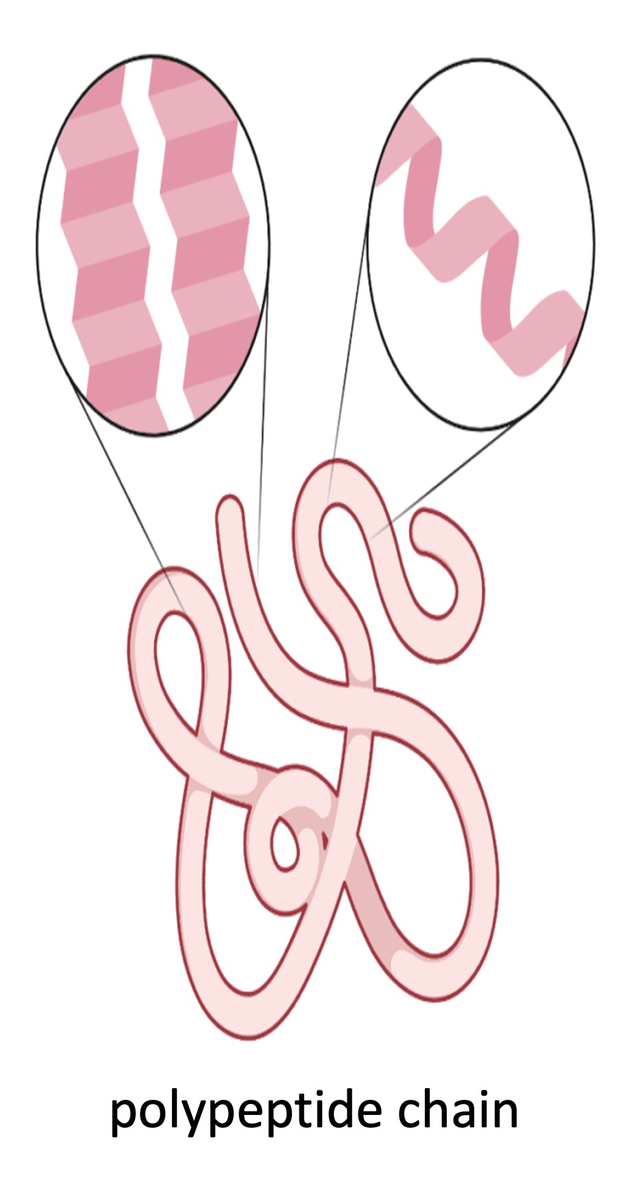 Protein Structure
